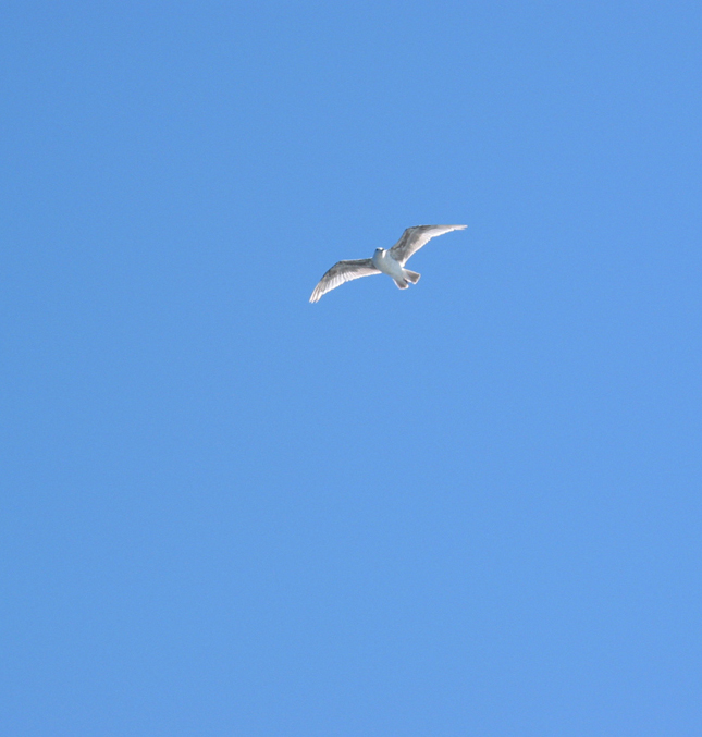 A seagull high above looking down with a blue sky backdrop.